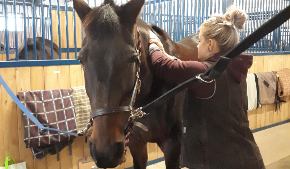 triOS College Equine Massage student performing a massage on a horse