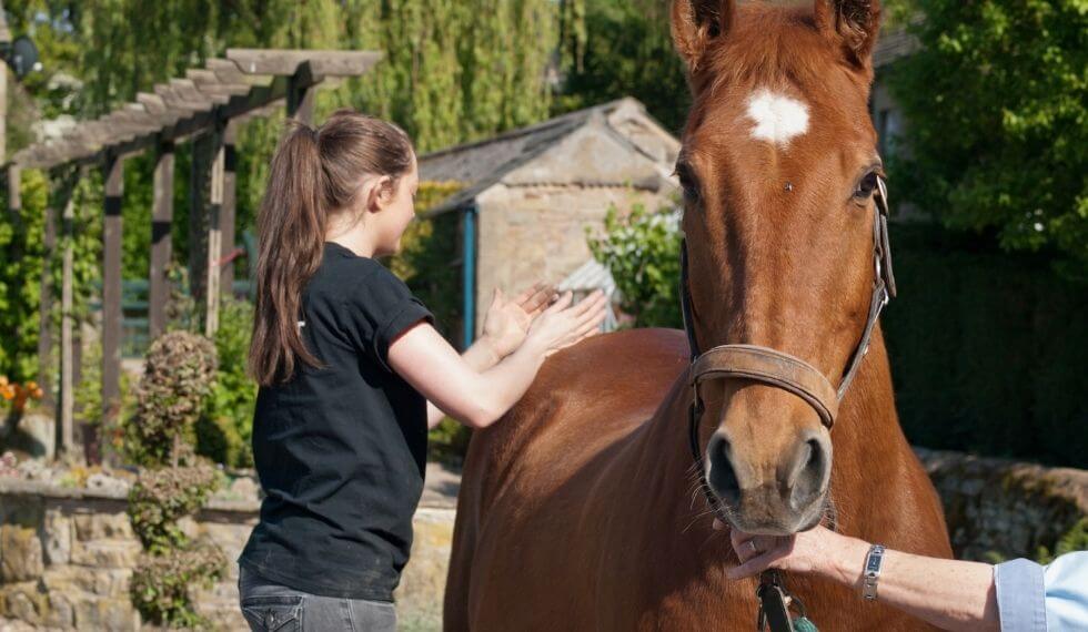 woman massaging horse